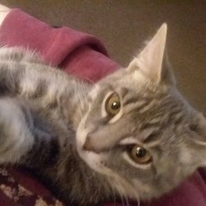 Meet your Posher, Devan